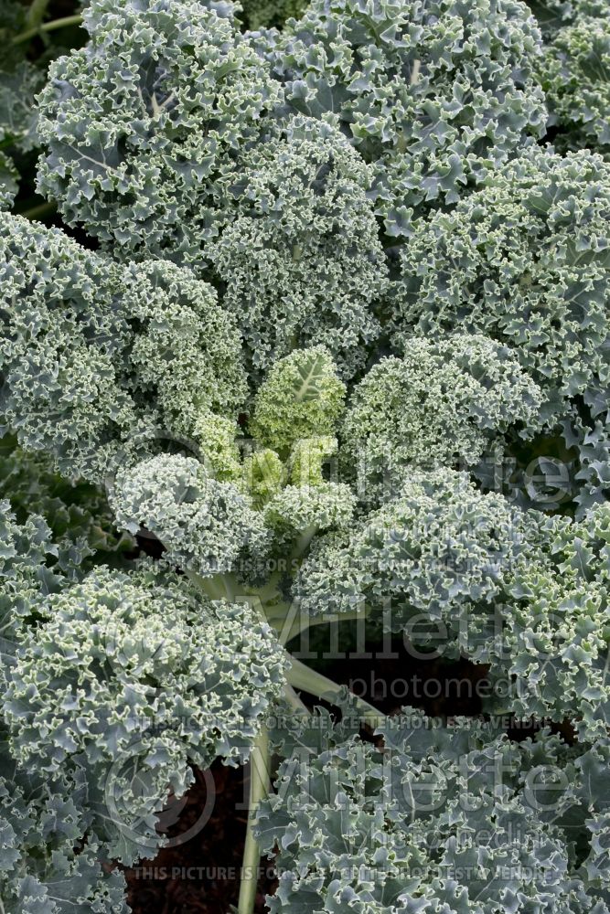 Brassica Vates Blue Curled (kale vegetable – chou frisé) 4