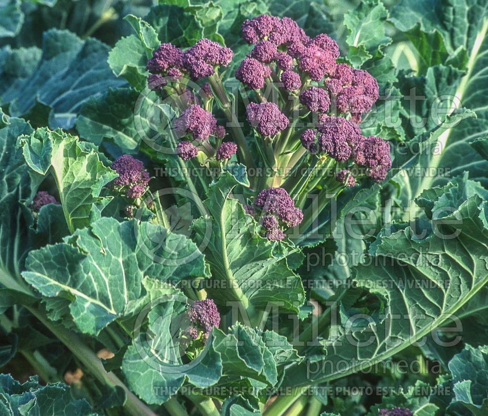 Brassica Violet Queen (cauliflower vegetable – chou fleur) 1