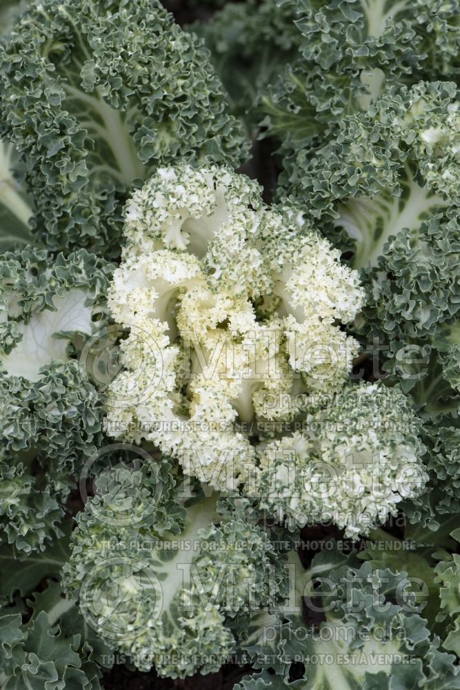 Brassica Yokohama White (kale vegetable – chou frisé) 2 