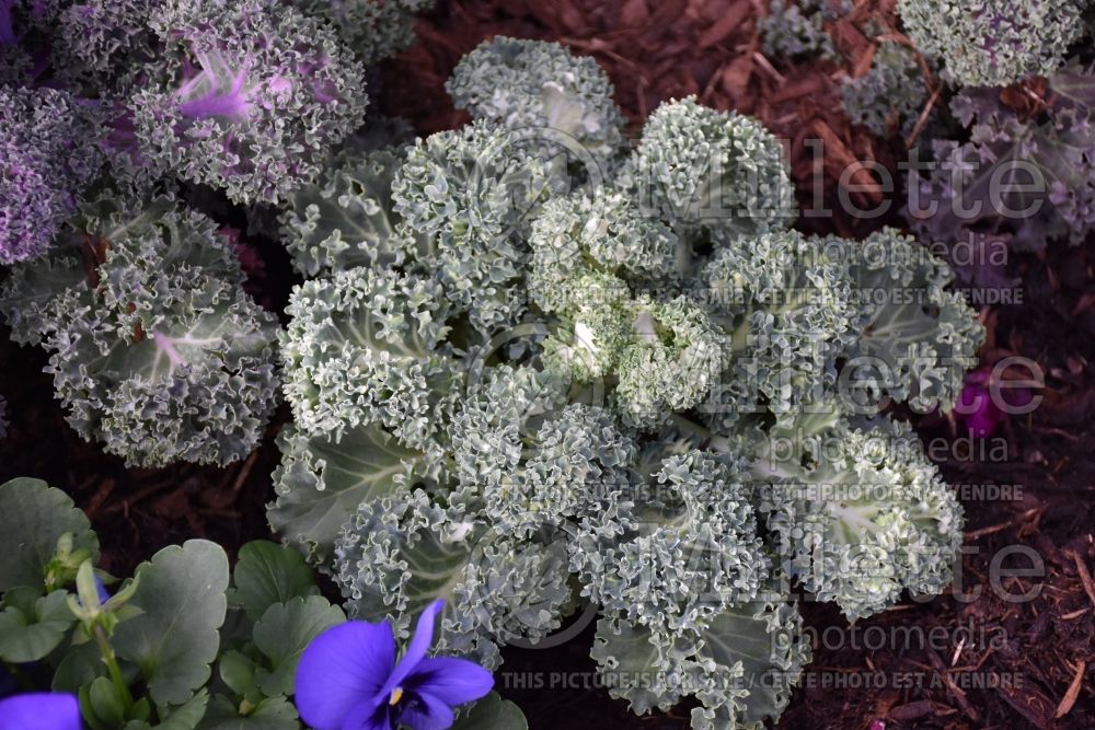 Brassica Yokohama White (kale vegetable – chou frisé) 1 