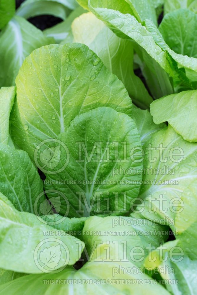Brassica Golden Yellow (Bok Choy chinese cabbage lettuce oriental vegetable) 1 