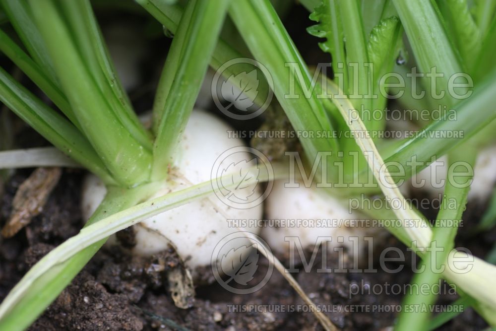 Brassica Hakurei (Turnip vegetable - navet) 1 