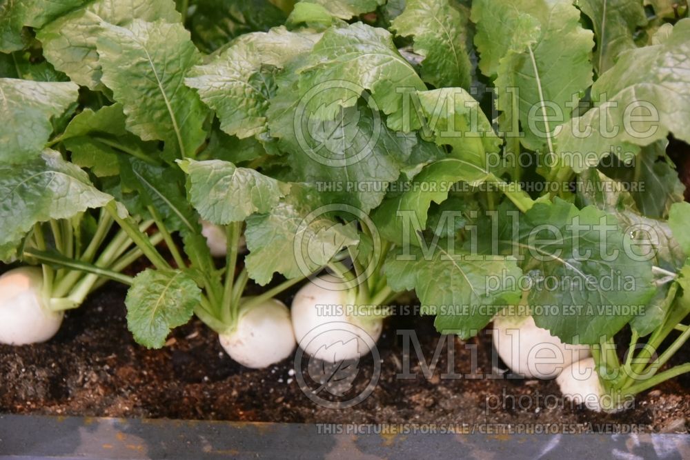 Brassica Hakurei (Turnip vegetable - navet) 2 
