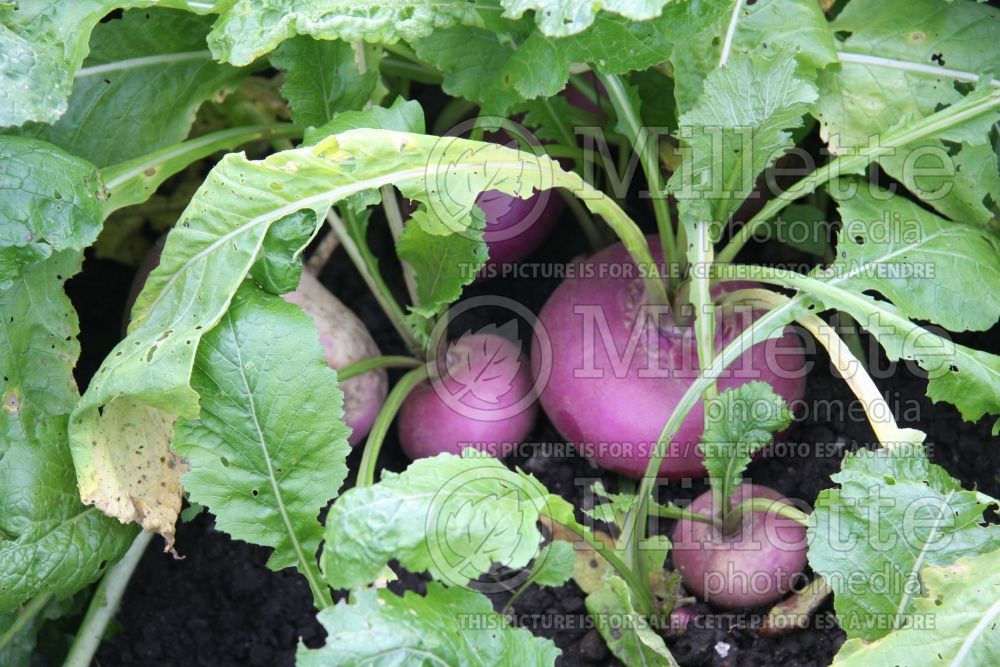 Brassica Milan Purple Top (turnip asiatic vegetable navet) 1 