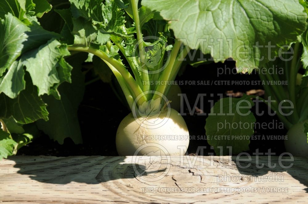 Brassica Oasis (Turnip vegetable - navet) 1 