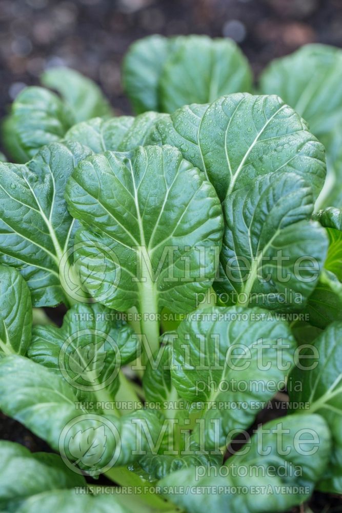 Brassica Tatsoi (pak choi oriental vegetable ) 1 