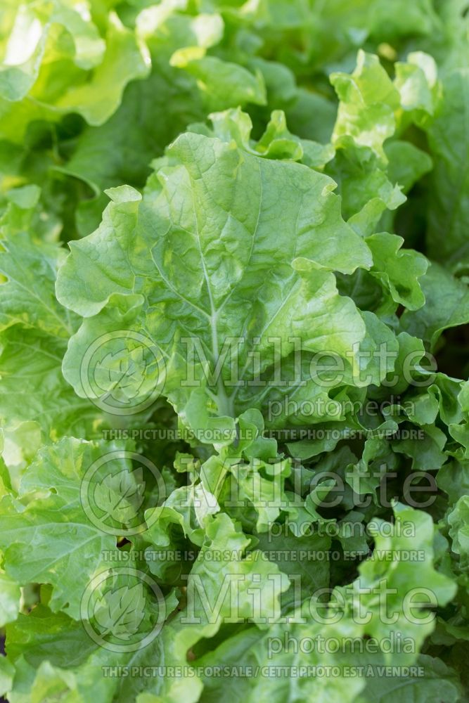 Brassica rapa Tokyo Bekana (chinese cabbage lettuce oriental vegetable) 1 