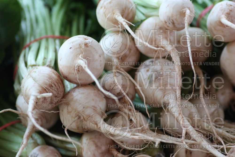 Brassica White Lady (Turnip vegetable - Navet légume) 1 