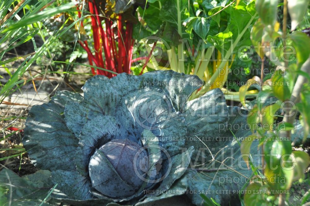 Brassica Ruby Perfection (kale vegetable – chou frisé) 1 