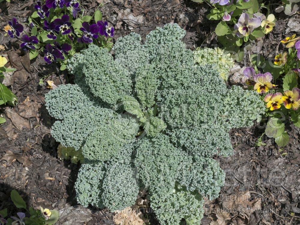 Brassica Starbor (kale vegetable – chou frisé) 1 