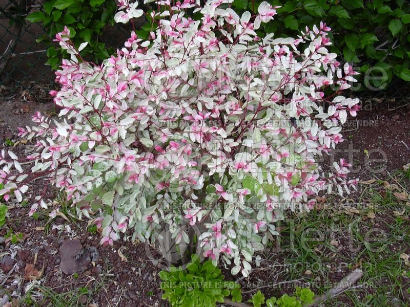 Breynia Roseo-picta (Miniature Snowbush) 7 