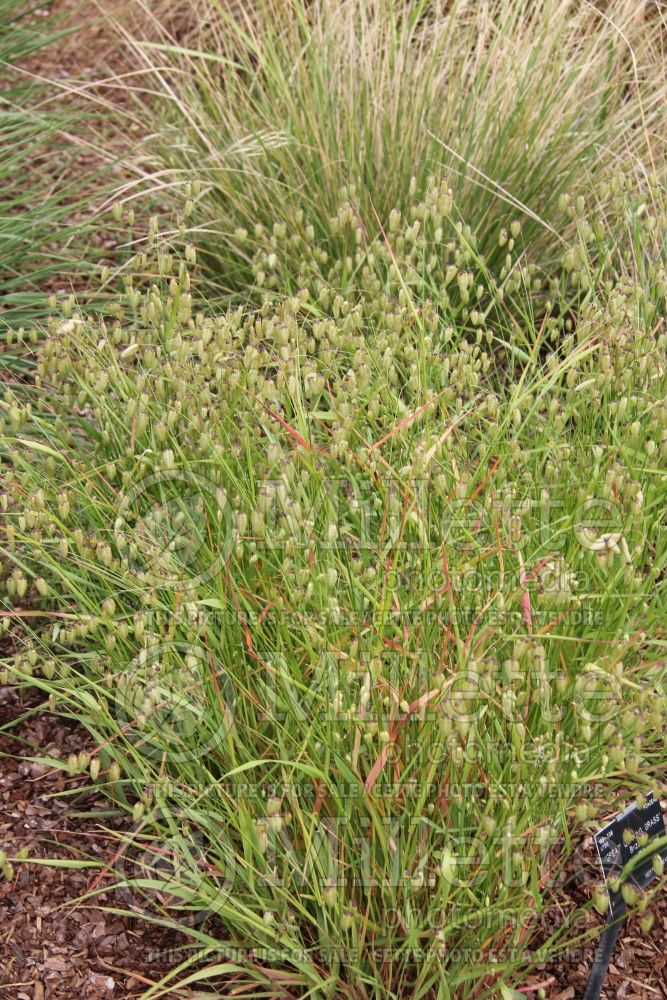 Briza maxima (Greater quaking grass ornamental grass) 1 