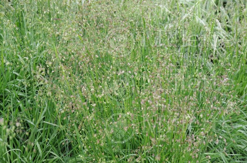 Briza media (common quaking grass Ornamental Grass) 3