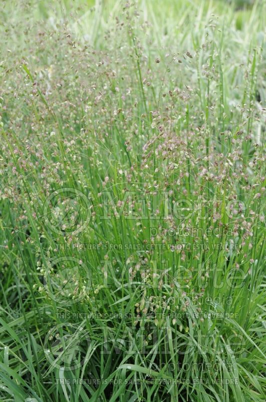 Briza media (common quaking grass Ornamental Grass) 2