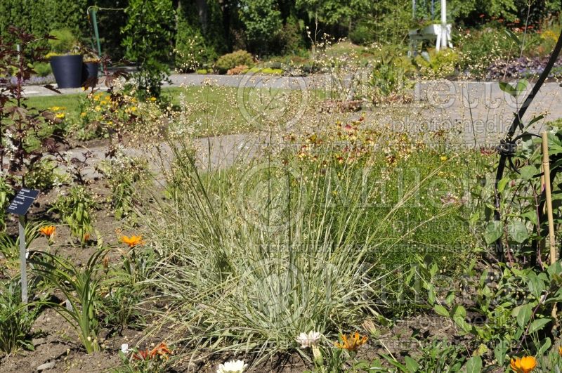 Briza Russells (common quaking grass Ornamental Grass) 1