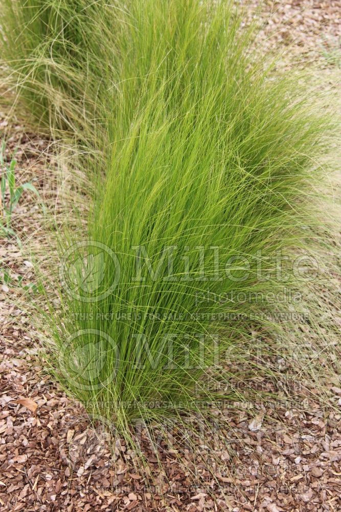 Briza minor (lesser quaking-grass or little quakinggrass ornamental grass) 1 