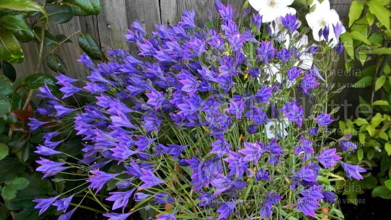 Brodiaea Queen Fabiola (Brodiaea) 1 