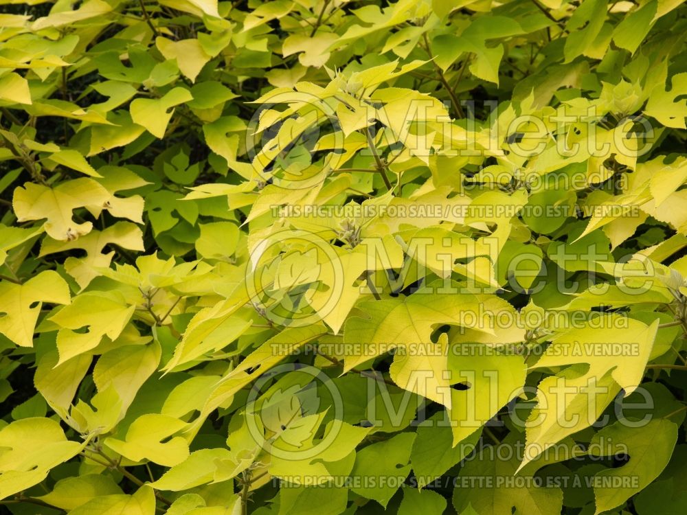 Broussonetia Golden Shadow (paper mulberry) 3