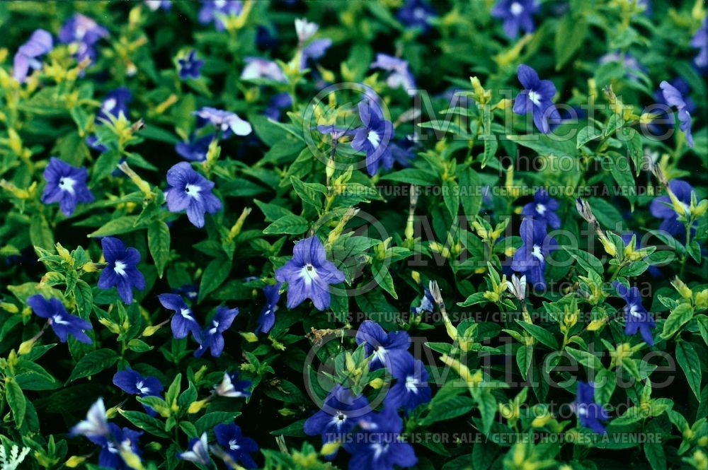 Browallia speciosa (American Bush Violet)   