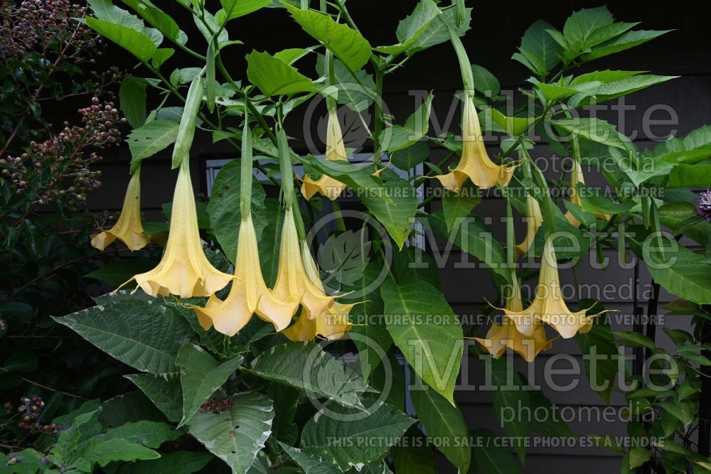 Brugmansia Charles Grimaldi (Angel Trumpet) 2  