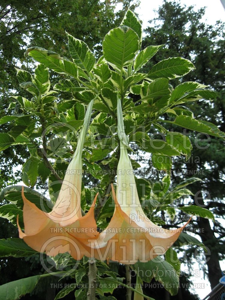 Brugmansia Peachs and Cream (Brugmansia)  