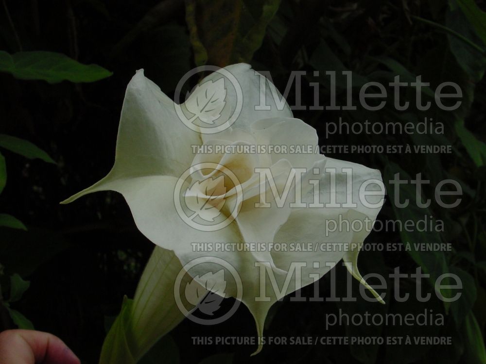 Brugmansia Double White (Brugmansia) 1 