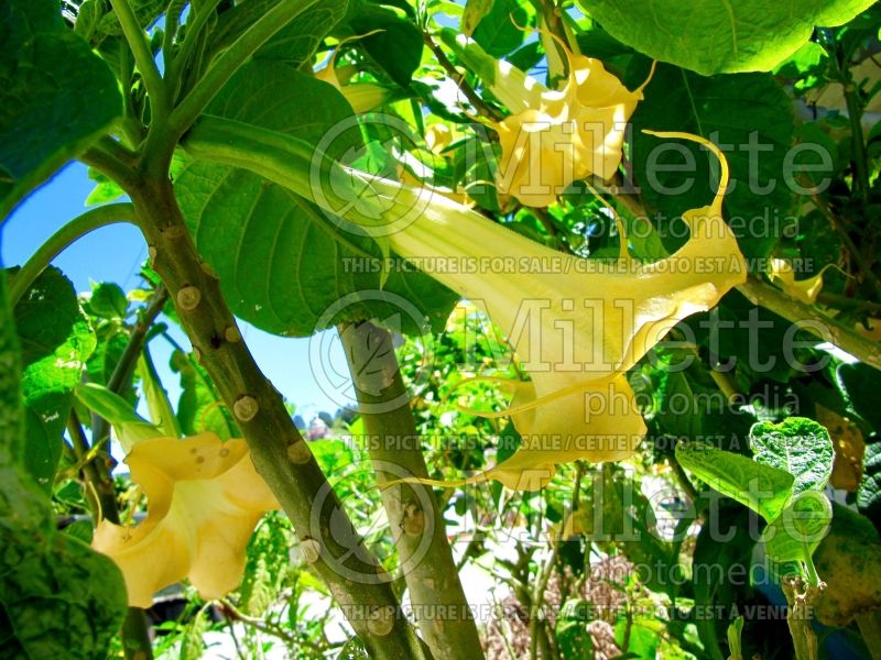 Brugmansia Little Angel Yellow (Angel Trumpet) 1  