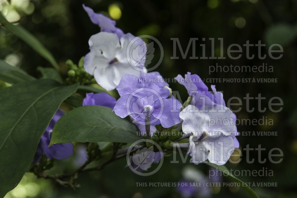 Brunfelsia magnifica (Lady of the Night) 1  