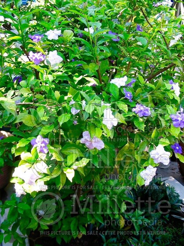 Brunfelsia Yesterday Today and Tomorrow (Lady of the Night) 2  