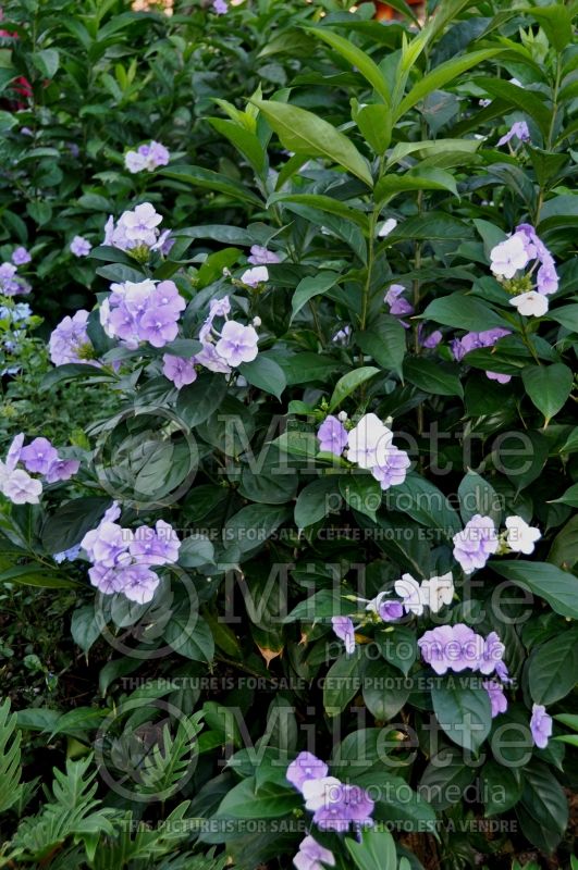 Brunfelsia (Lady of the Night) 1  