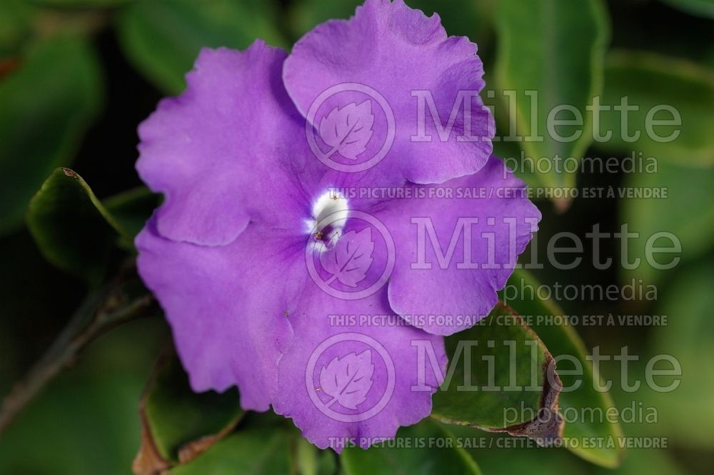 Brunfelsia pauciflora Floribunda (Lady of the Night) 1  