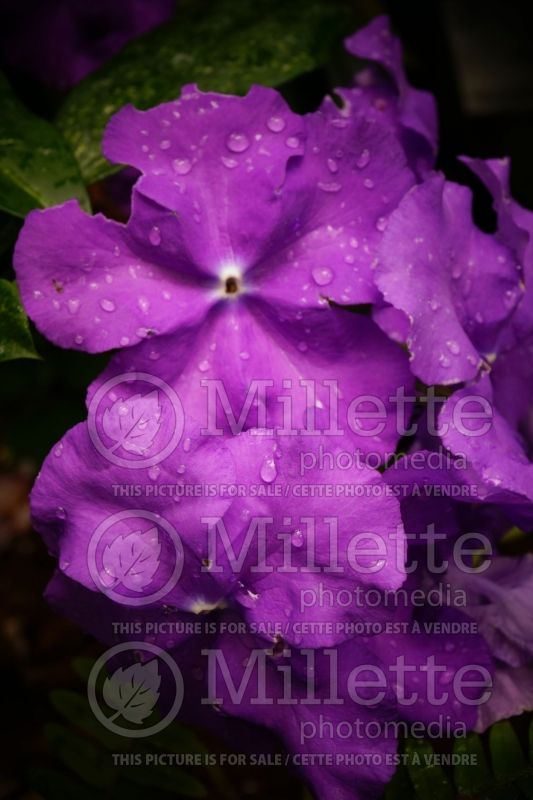 Brunfelsia Macrantha (Royal Purple Brunfelsia) 1  