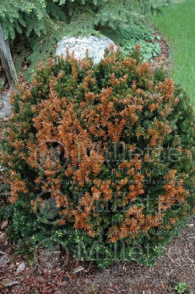 Winter burn on Taxus - disease and damage 1