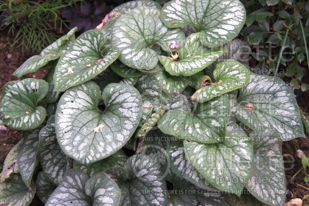 Brunnera Emerald Mist (Siberian bugloss) 8 