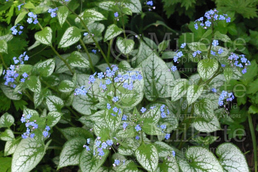 Brunnera Jack Frost (Siberian bugloss) 21