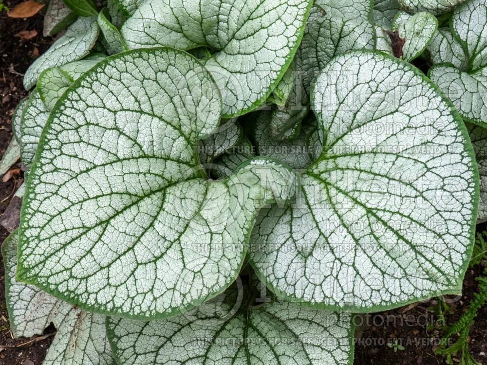 Brunnera Silver Heart (Siberian bugloss) 5