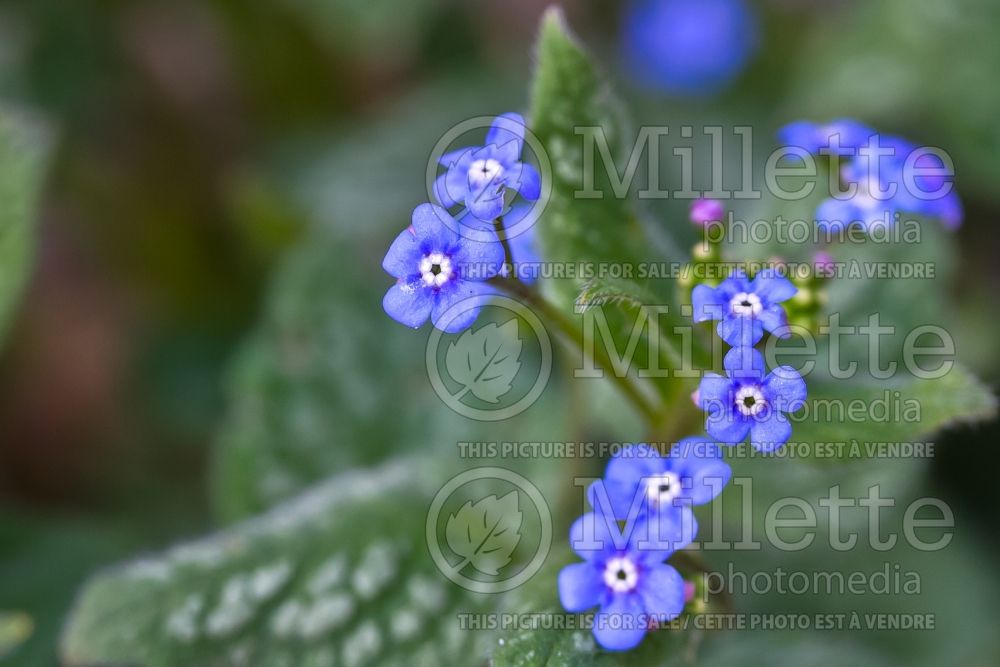 Brunnera Dawson's White (Siberian bugloss) 5 