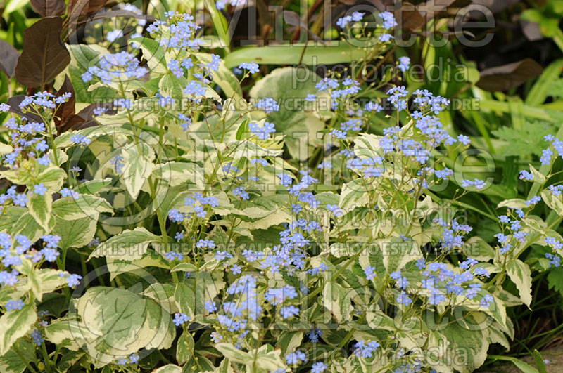 Brunnera Dawson's White (Siberian bugloss) 4 