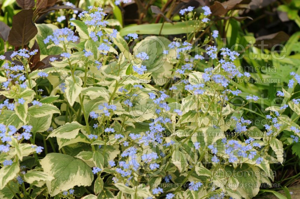 Brunnera Dawson's White (Siberian bugloss) 3 