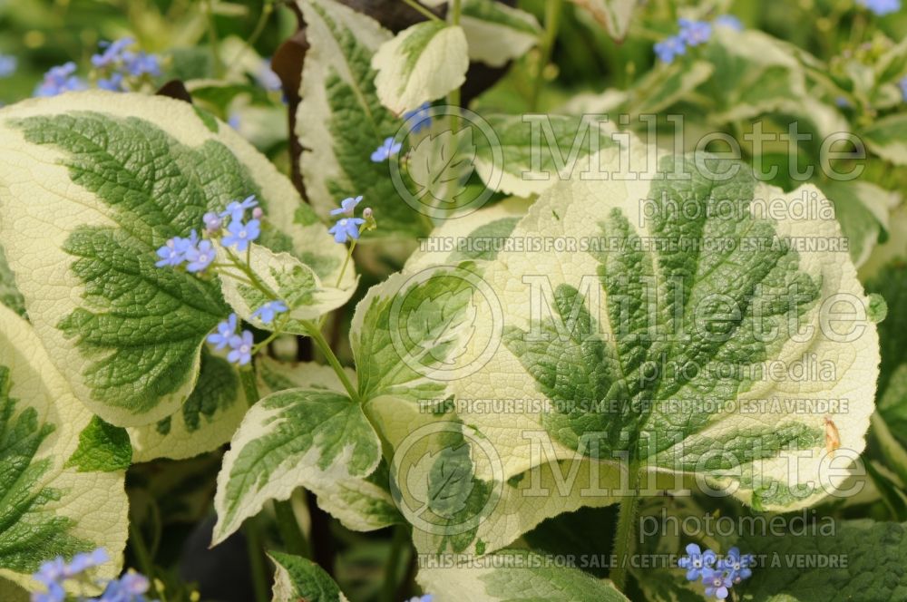 Brunnera Dawson's White (Siberian bugloss) 2 