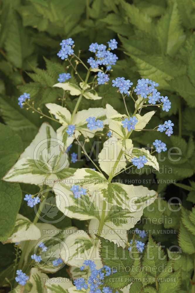 Brunnera Dawson's White (Siberian bugloss) 6 