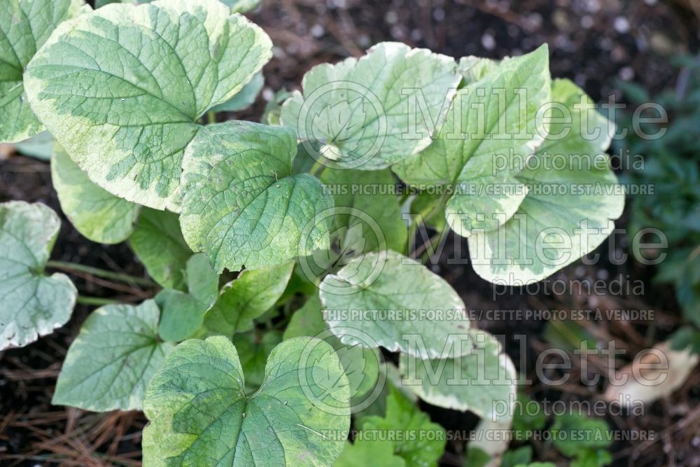 Brunnera Hadspen Cream (Siberian bugloss) 1 