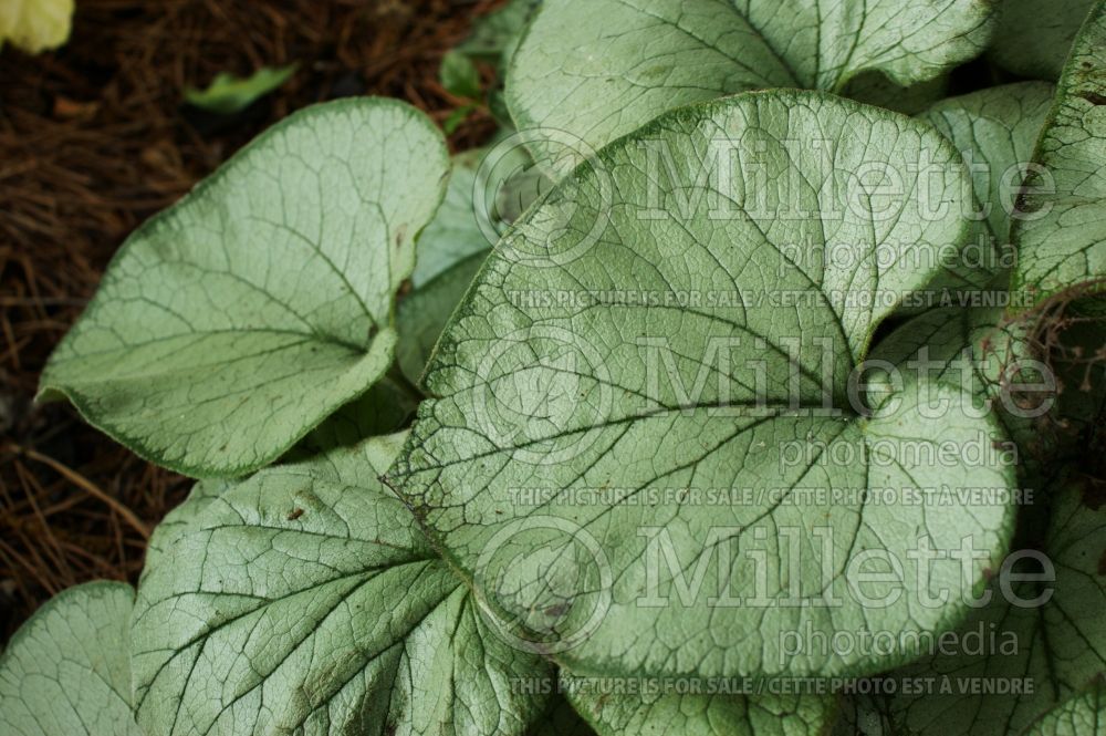 Brunnera Looking Glass (Siberian bugloss) 2 