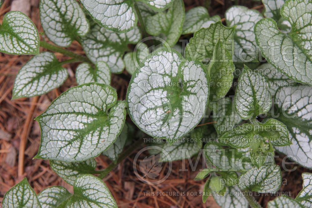 Brunnera Sea Heart (Siberian bugloss) 2 