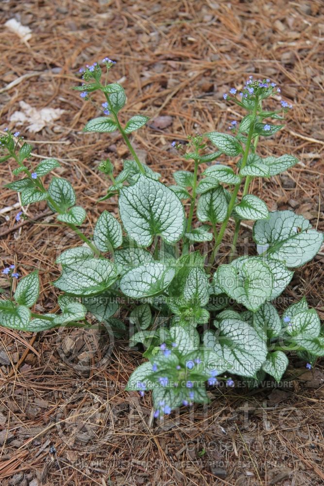 Brunnera Sea Heart (Siberian bugloss) 3 