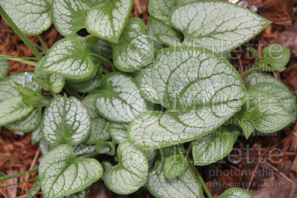 Brunnera Silver Heart (Siberian bugloss) 3 