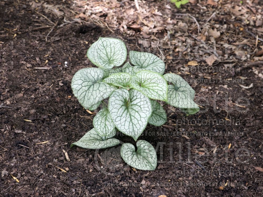 Brunnera Alexander’s Great (Siberian bugloss) 5 