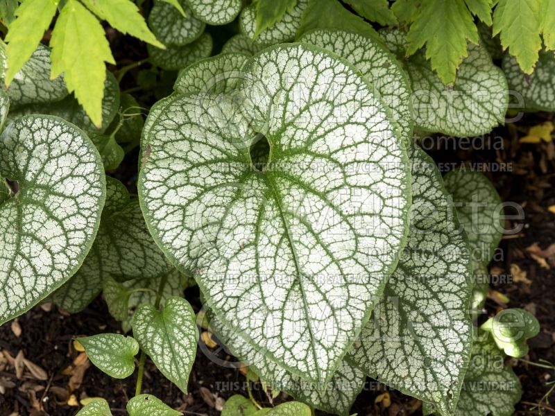 Brunnera Alexander’s Great (Siberian bugloss) 6 