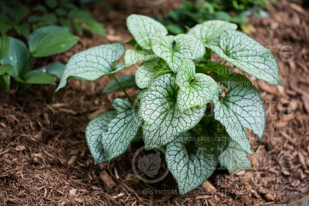 Brunnera Alexander’s Great (Siberian bugloss) 1 