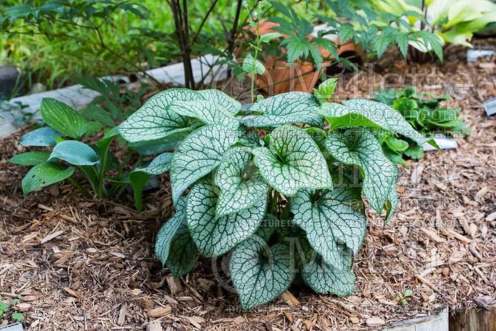 Brunnera Alexander’s Great (Siberian bugloss) 2 